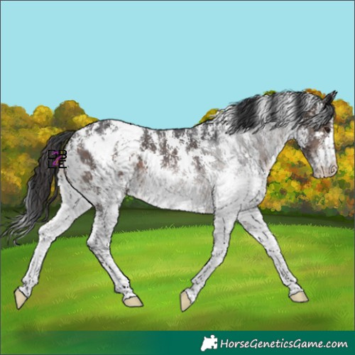 Horse Color:Brown Mushroom Sabino Blanket 