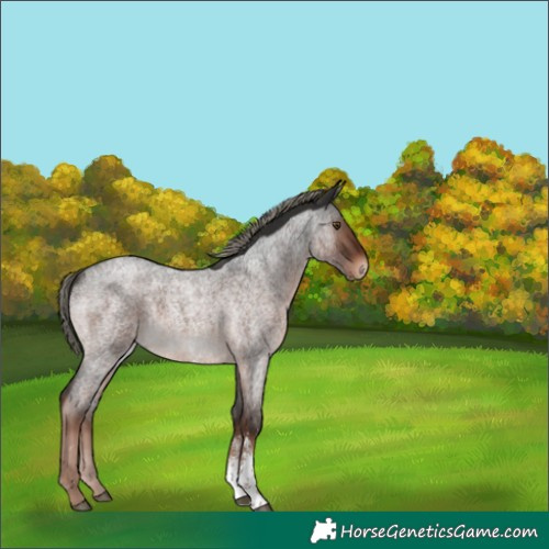 Horse Color:Liver Red Roan Mushroom Sabino 