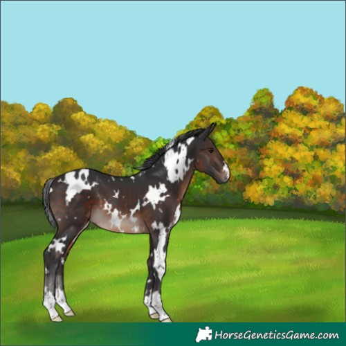 Horse Color:White Spotted Brown Mushroom 