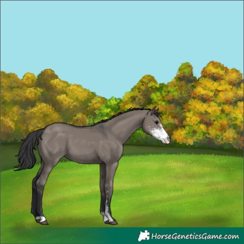 Horse Color:Grullo Sabino