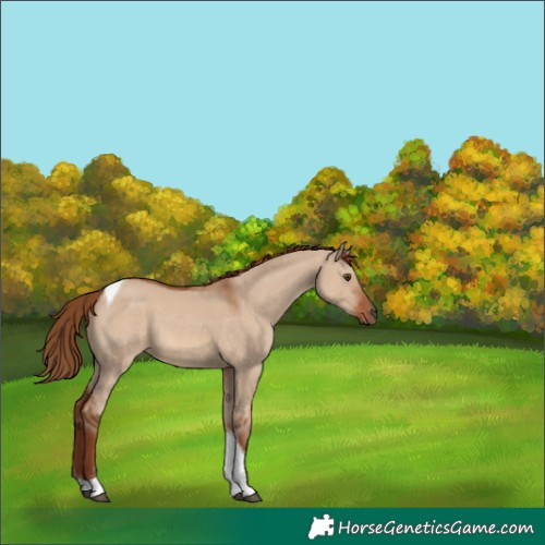 Horse Color:Red Dun Tobiano