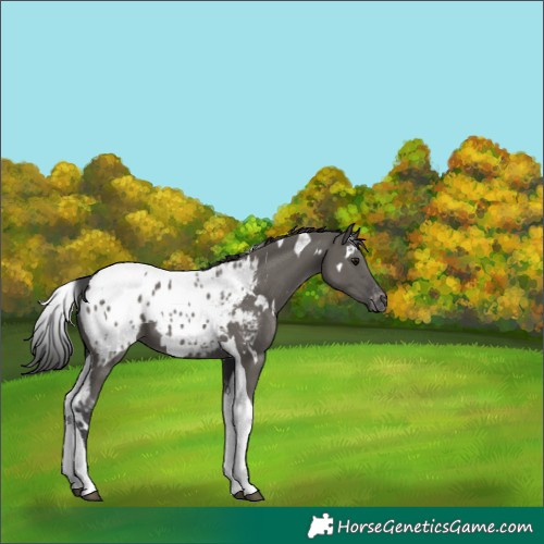 Horse Color:White Spotted Grullo Tobiano Blanket 