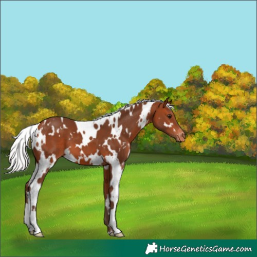 Horse Color:White Spotted Silver Bay Varnish 