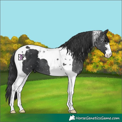 Horse Color:Black Tobiano 