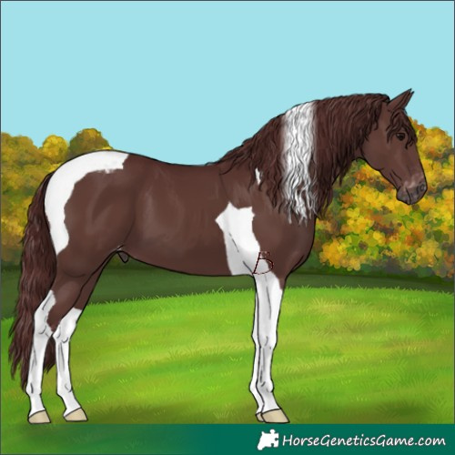 Horse Color:Gray Chocolate Black Tobiano Varnish