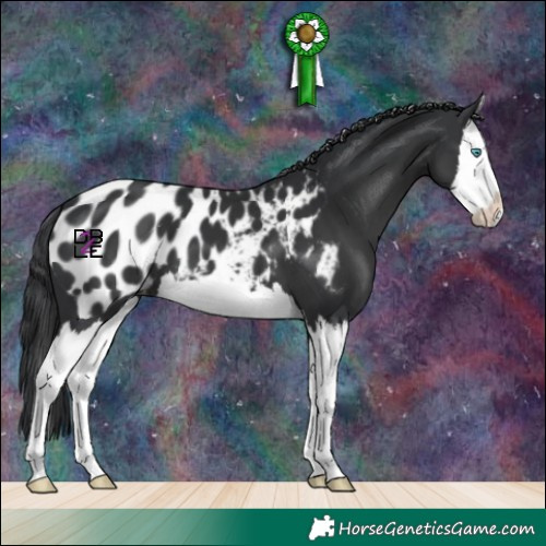 Horse Color:Black Splash Near Leopard 