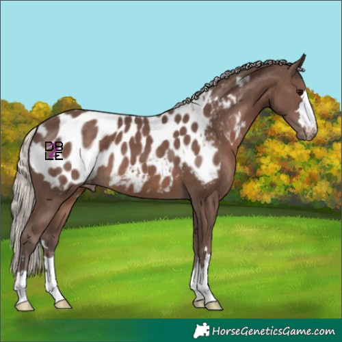 Horse Color:Silver Black Blanket