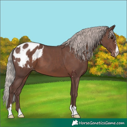 Horse Color:Chocolate Silver Black Varnish