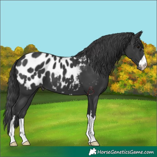 Horse Color:Black Blanket
