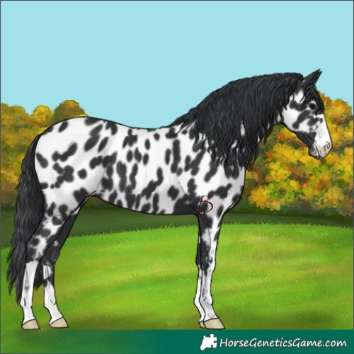 Horse Color:Black Near Leopard