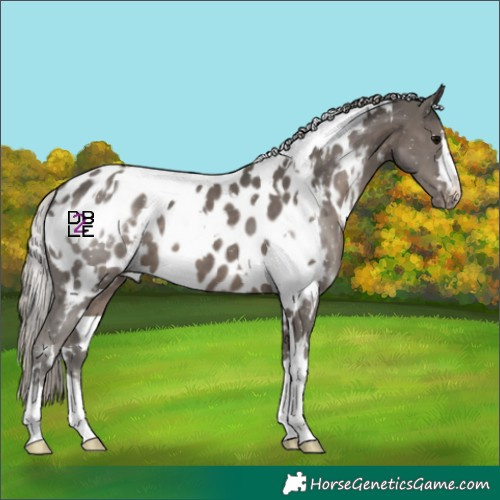 Horse Color:White Spotted Silver Black Near Leopard