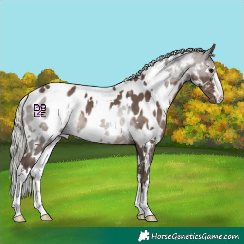 Horse Color:White Spotted Silver Black Near Leopard