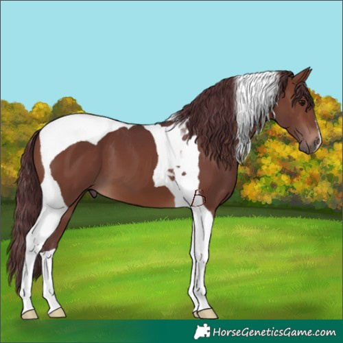 Horse Color:Chocolate Brown Tobiano