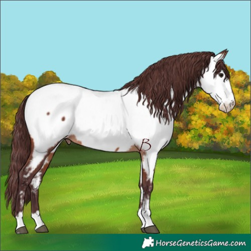 Horse Color:Chocolate Brown Near Fewspot 