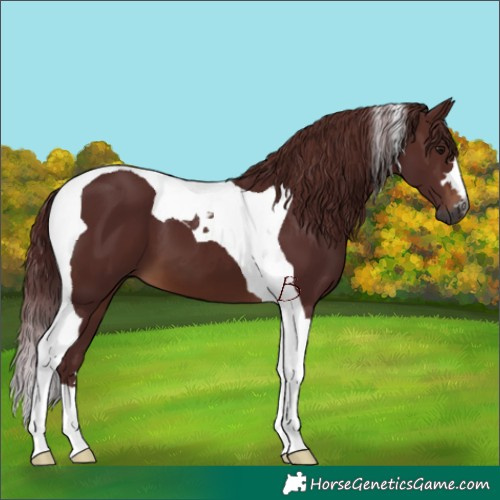 Horse Color:Gray Chocolate Brown Tobiano