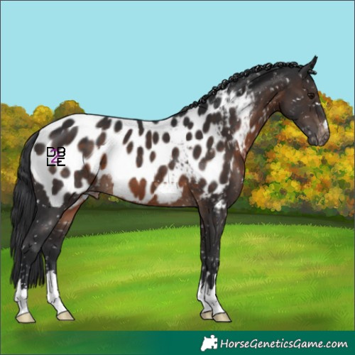 Horse Color:Brown Near Leopard 