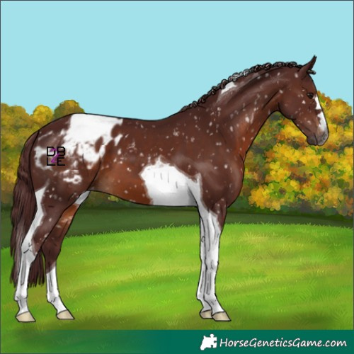 Horse Color:Gray Chocolate Brown Tobiano Blanket