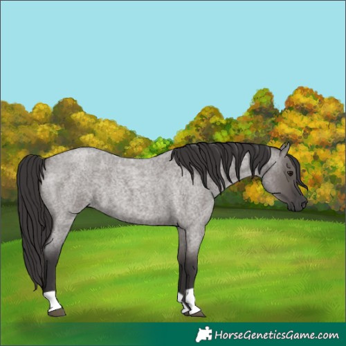 Horse Color:Unknown 