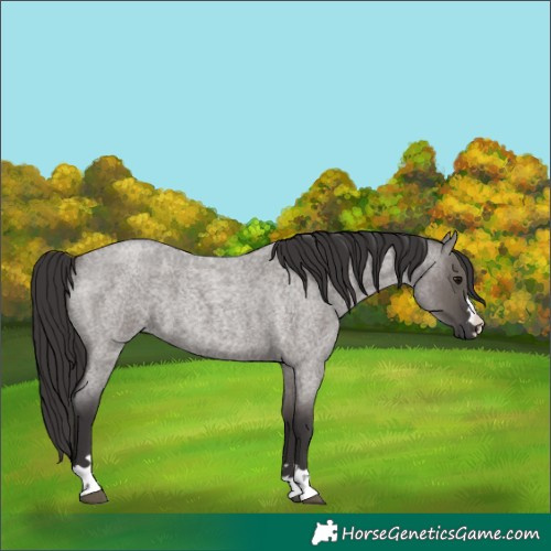 Horse Color:Smoky Grullo Roan
