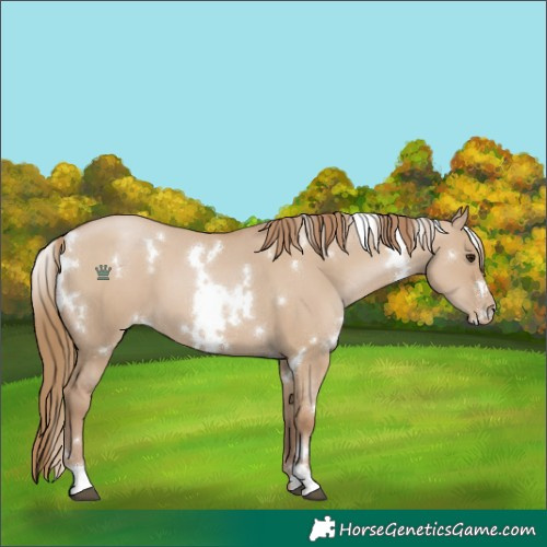 Horse Color:White Spotted Grullo Pearl 