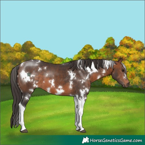 Horse Color:White Spotted Brown Tobiano 