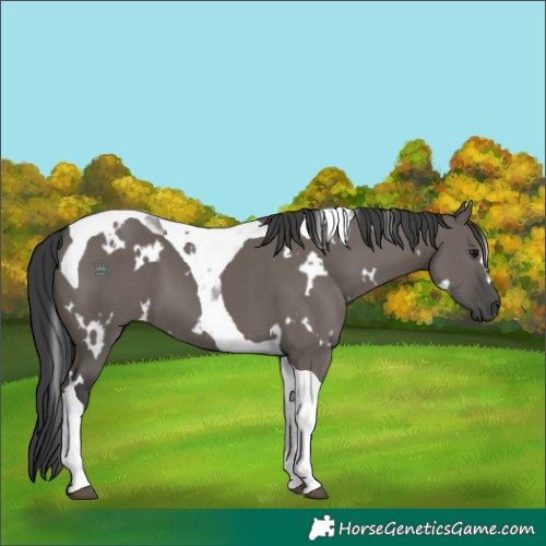 Horse Color:White Spotted Grullo Tobiano