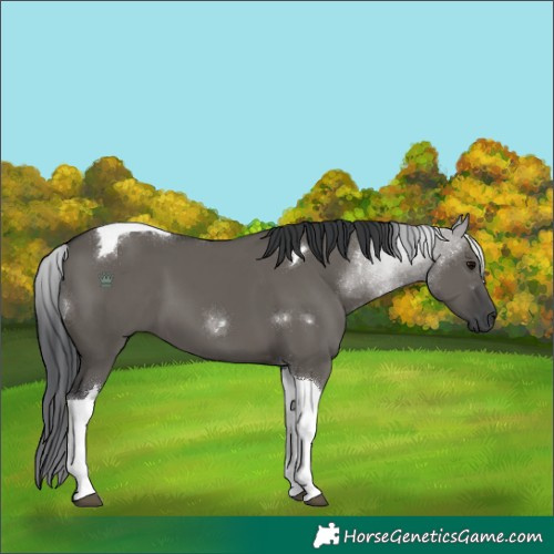 Horse Color:Grullo Tobiano 
