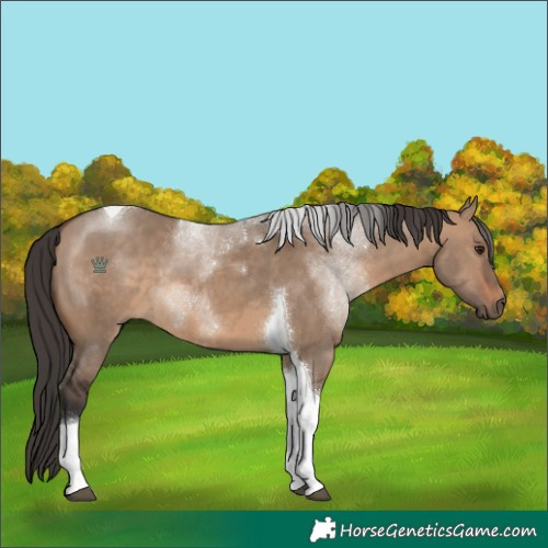 Horse Color:Brown Dun Tobiano 