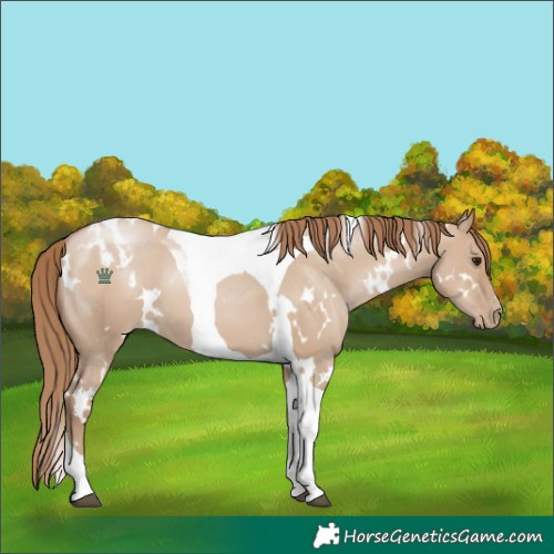 Horse Color:White Spotted Grullo Pearl Tobiano 