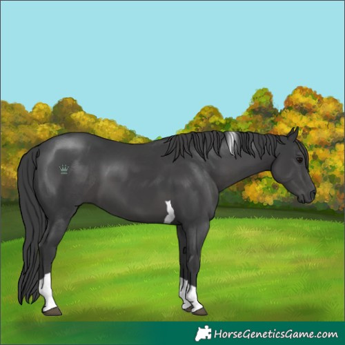 Horse Color:Black Tobiano 