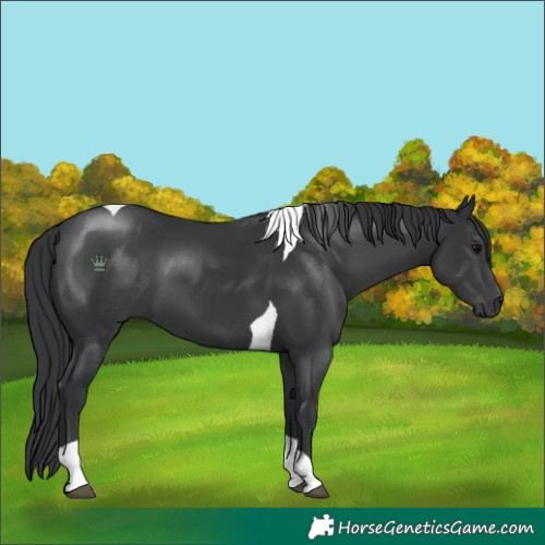 Horse Color:Black Tobiano 