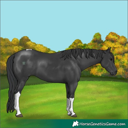Horse Color:Black Tobiano 