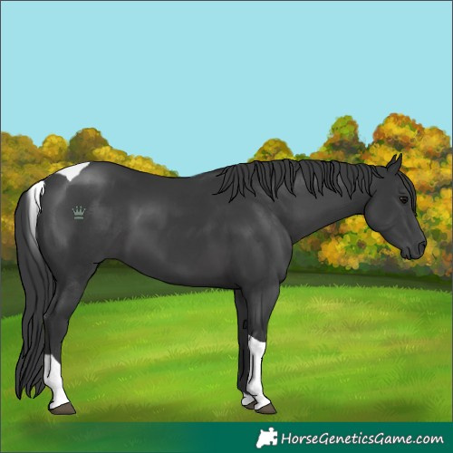 Horse Color:Black Tobiano 