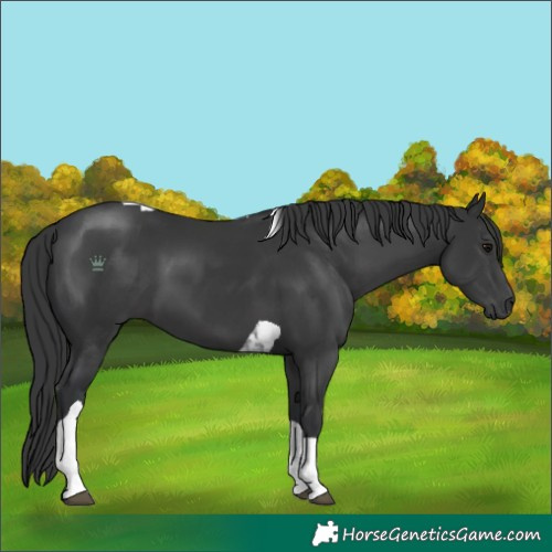 Horse Color:Black Tobiano 
