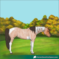 Horse Color:Unknown 