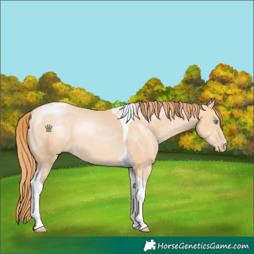 Horse Color:Buckskin Pearl Tobiano