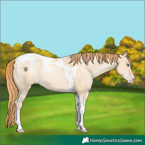 Horse Color:Smoky Grullo Pearl Tobiano 