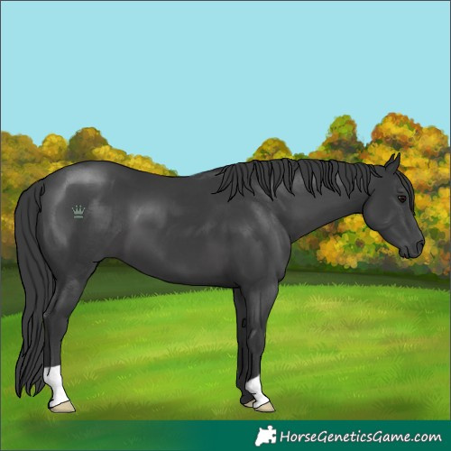Horse Color:Black 