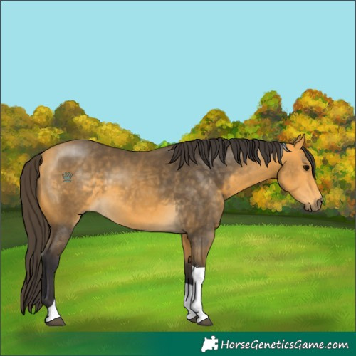 Horse Color:Buckskin Tobiano 