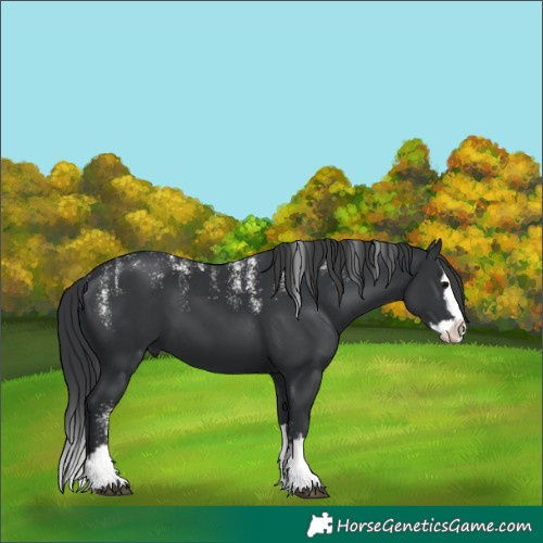 Horse Color:Powder White Black Splash