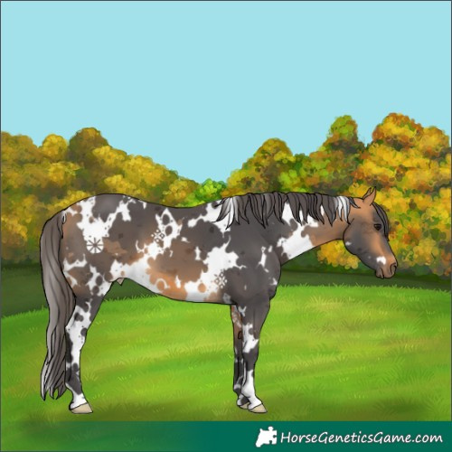 Horse Color:White Spotted Buckskin Merle 