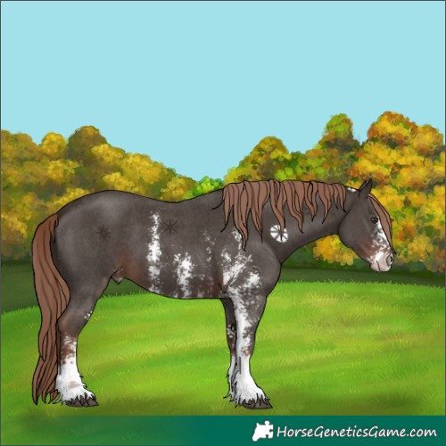Horse Color:Liver Chestnut Sabino
