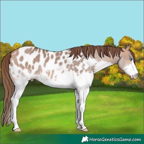 Horse Color:Bay Dun Splash Near Leopard