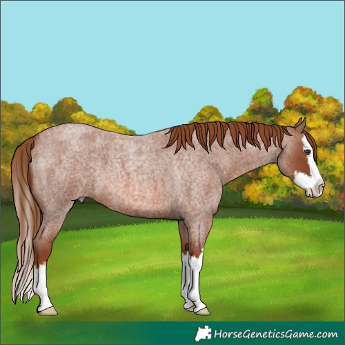 Horse Color:Red Roan Splash