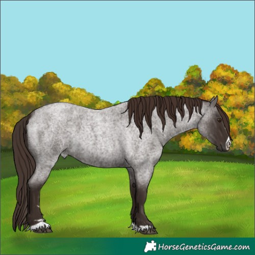 Horse Color:Liver Red Roan