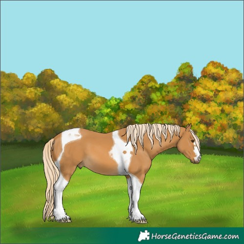 Horse Color:Palomino Tobiano 