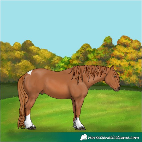 Horse Color:Chestnut Tobiano 