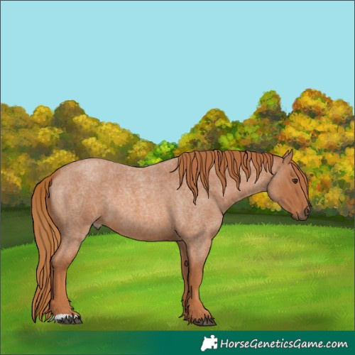 Horse Color:Red Roan 