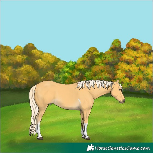 Horse Color:Palomino Tobiano 