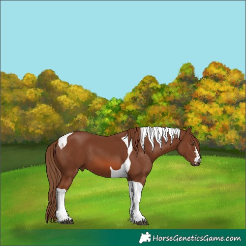 Horse Color:Chestnut Tobiano 